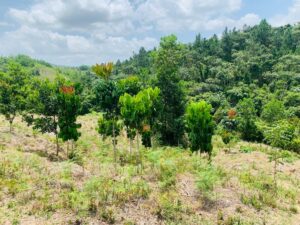 SEABRIDGE - Zorzal - 900 trees in the Dominican Republic - October 2023 update