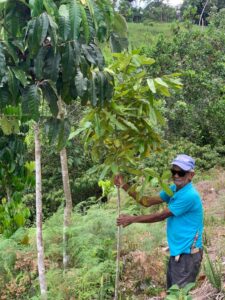 SEABRIDGE - Zorzal - 900 trees in the Dominican Republic