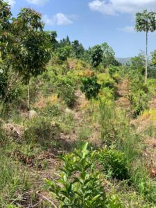 SEABRIDGE - Zorzal - 900 trees in the Dominican Republic