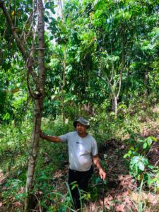 SEABRIDGE - Zorzal - 900 trees in the Dominican Republic