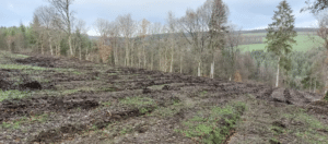 SEABRIDGE plants trees with impact in Couthuin, Belgium